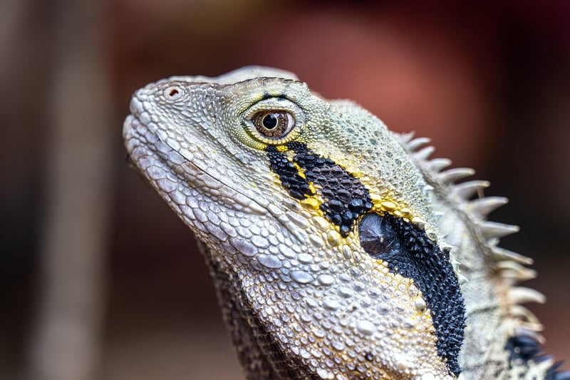 Dragon Delight Image