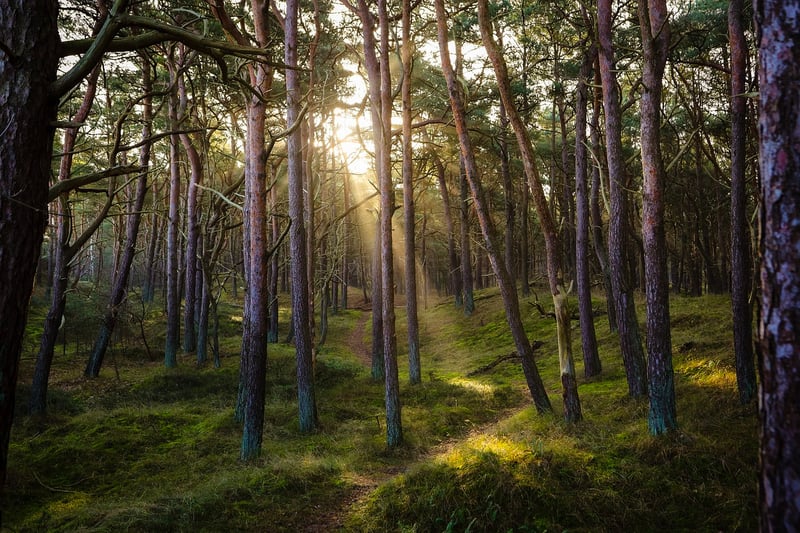 Mystical Forest Wedding